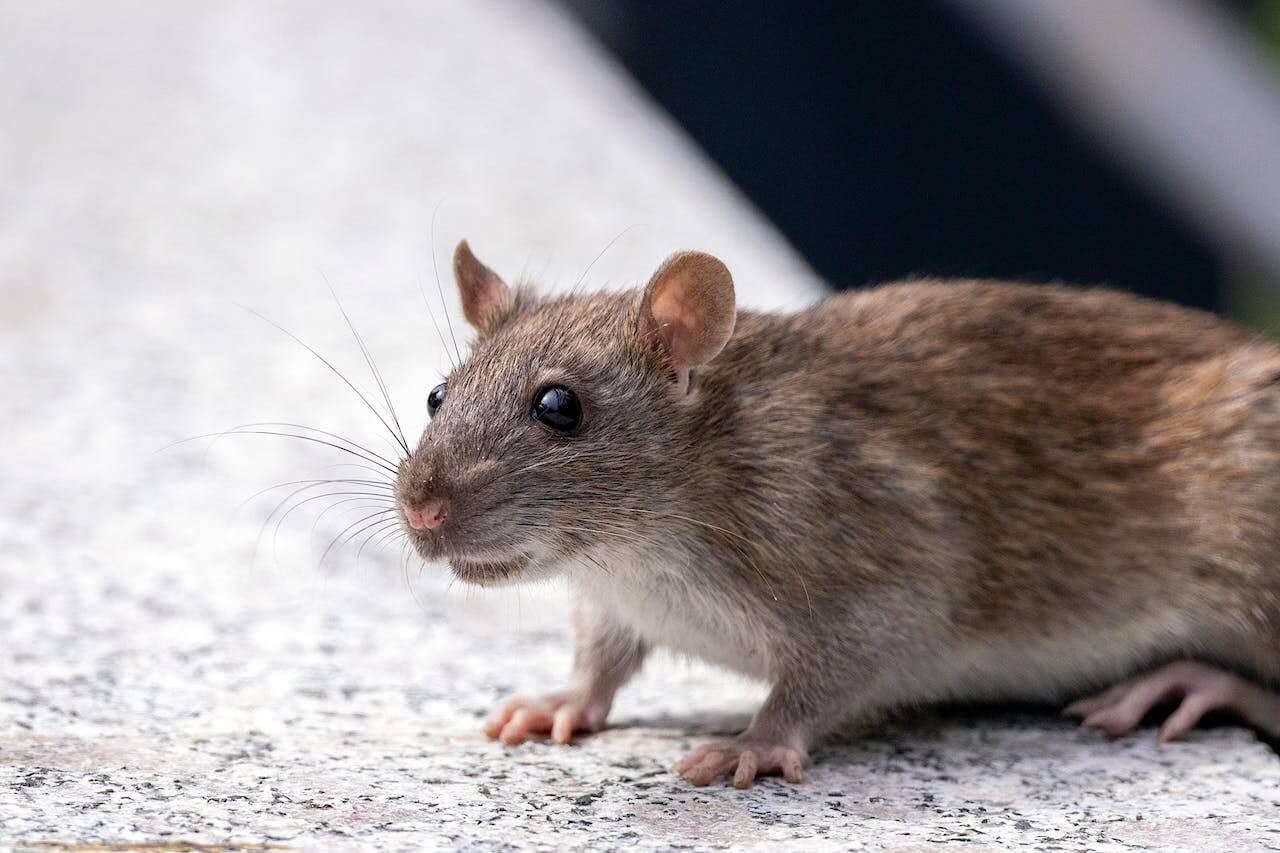 pest control Mooroolbark