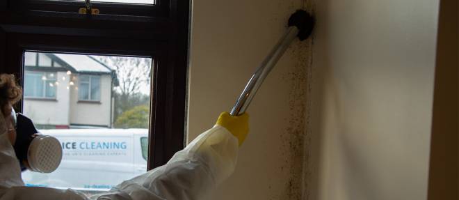mould remediation Sydney